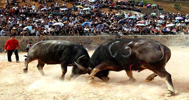 Agen Judi Adu Banteng Online Pertama di Indonesia | Bullfight